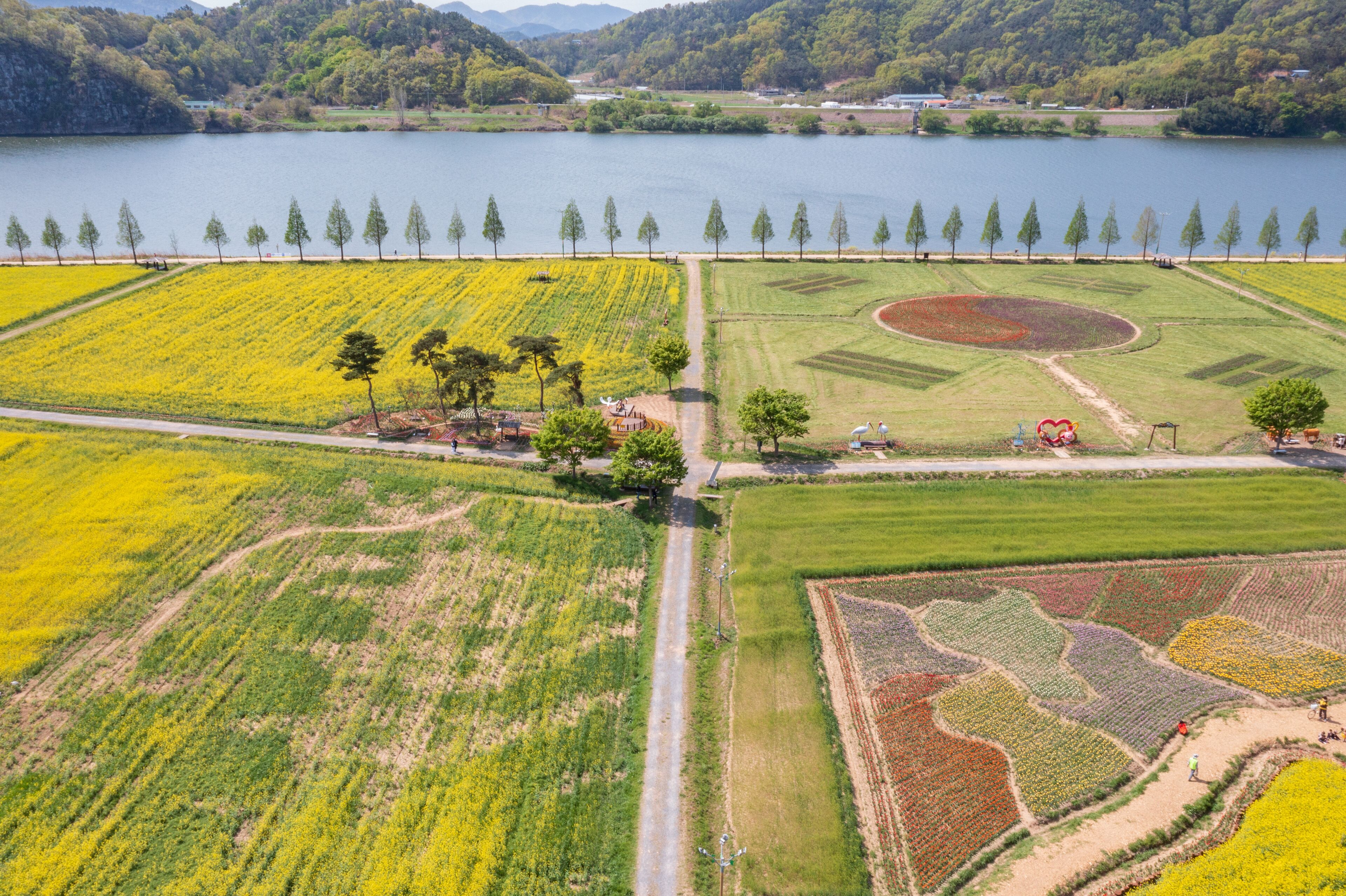 Aerial drone view. a canola-flowered river scene. A view of the canola flower festival at Namji Sports Park in Changnyeong-gun, South Gyeongsang Province, South Korea.