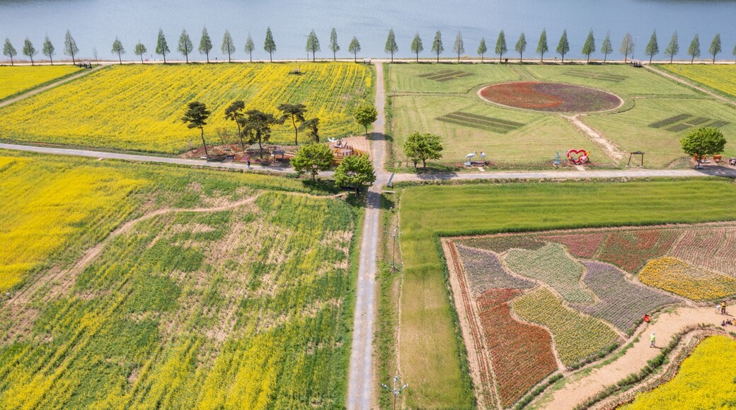 Aerial drone view. a canola-flowered river scene. A view of the canola flower festival at Namji Sports Park in Changnyeong-gun, South Gyeongsang Province, South Korea.