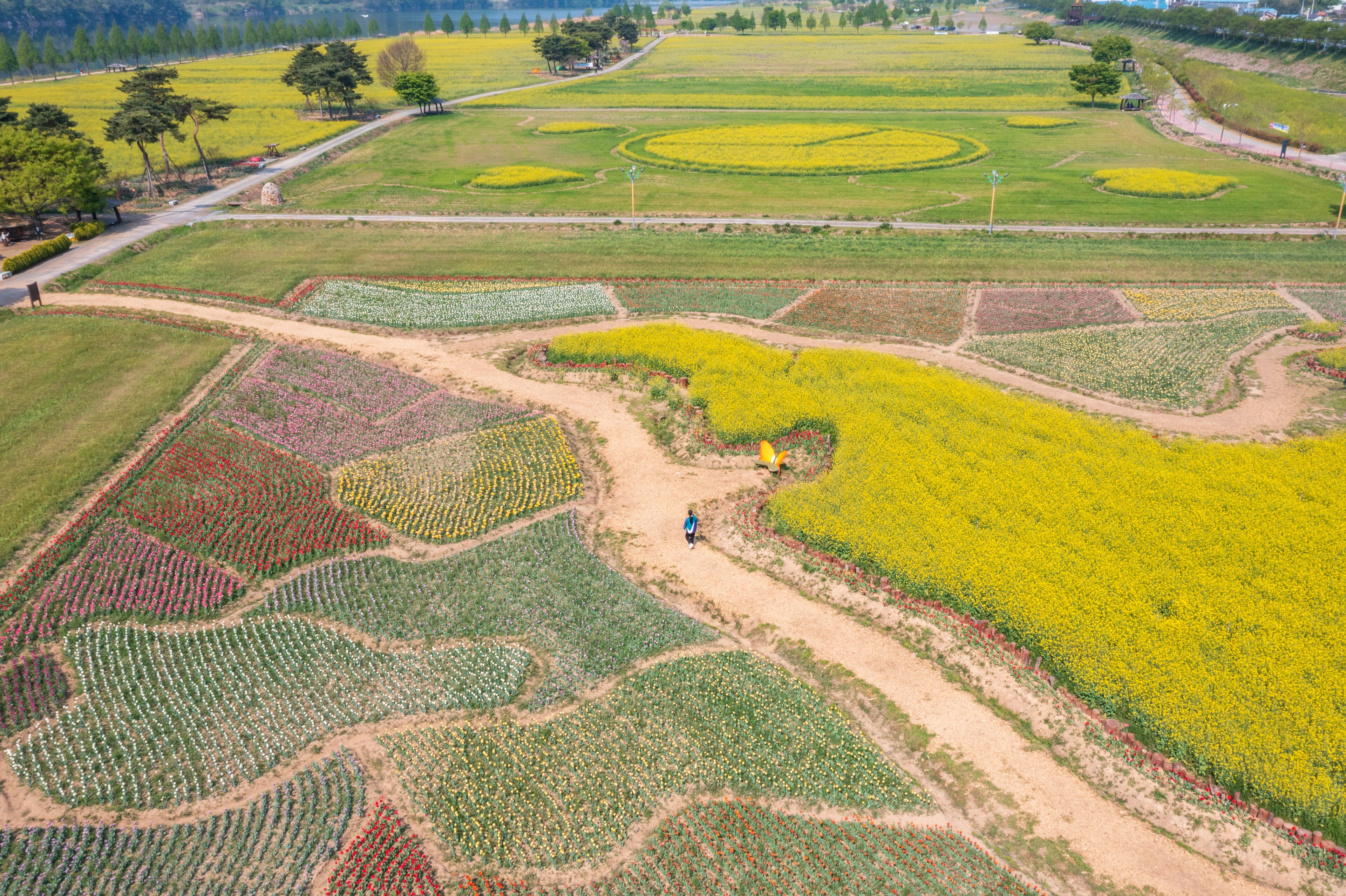 Aerial drone view. a canola-flowered river scene. A view of the canola flower festival at Namji Sports Park in Changnyeong-gun, South Gyeongsang Province, South Korea.