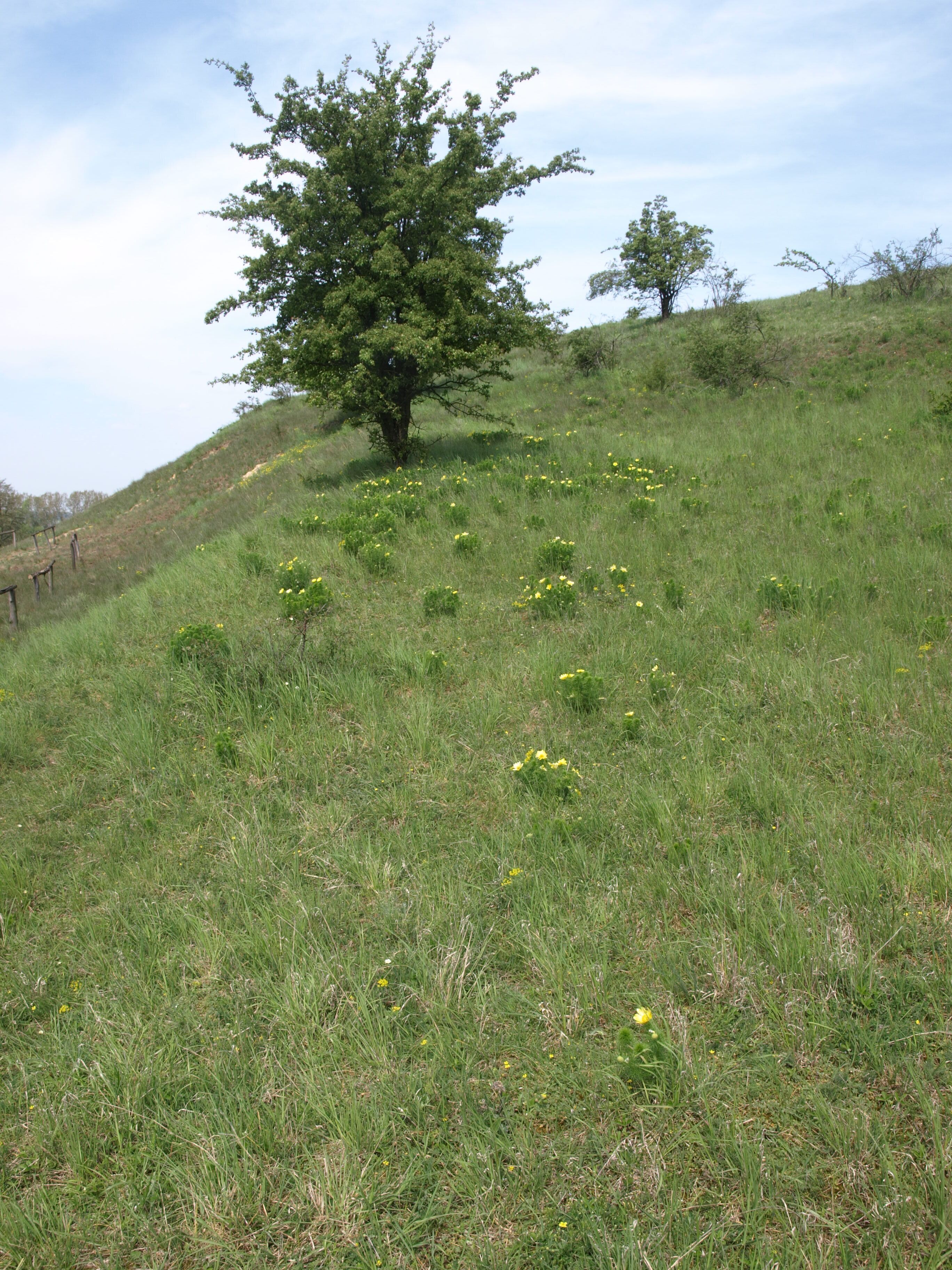 Adonisröschenblüte bei Mallnow in Brandenburg