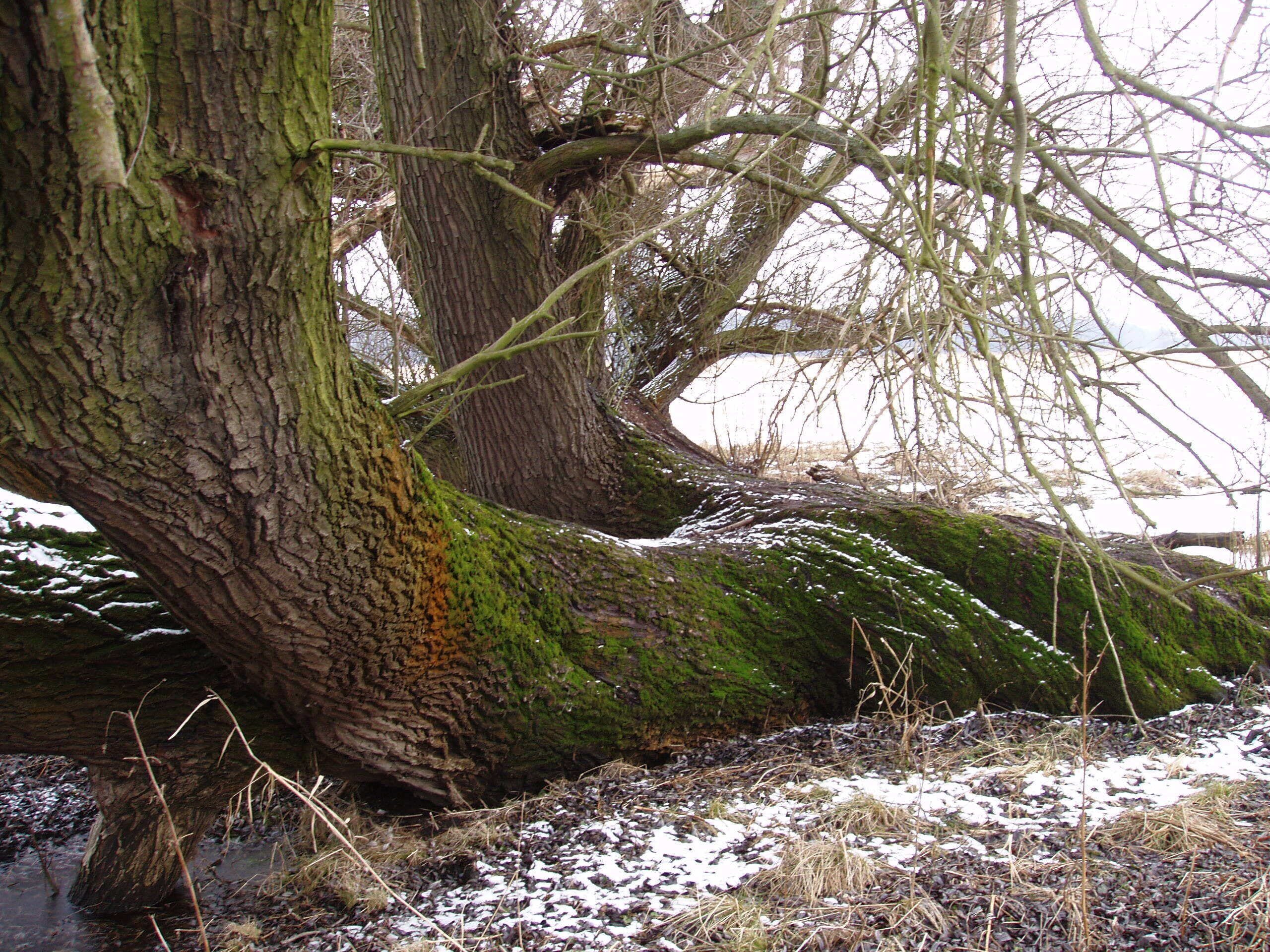 Frankfurt(Oder) Oderaue im Winter