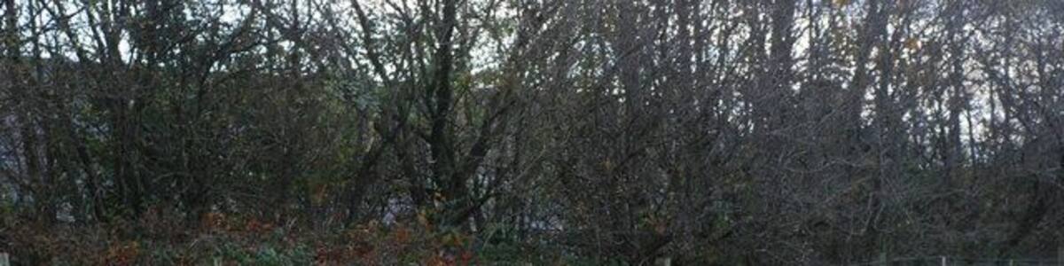 Defaid ym Mryncir - Sheep at Bryncir. Beyond the fence is the route of the dismantled railway from Caernarfon to Afonwen and beyond that 603097.