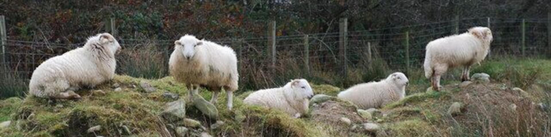 Defaid ym Mryncir - Sheep at Bryncir. Beyond the fence is the route of the dismantled railway from Caernarfon to Afonwen and beyond that 603097.