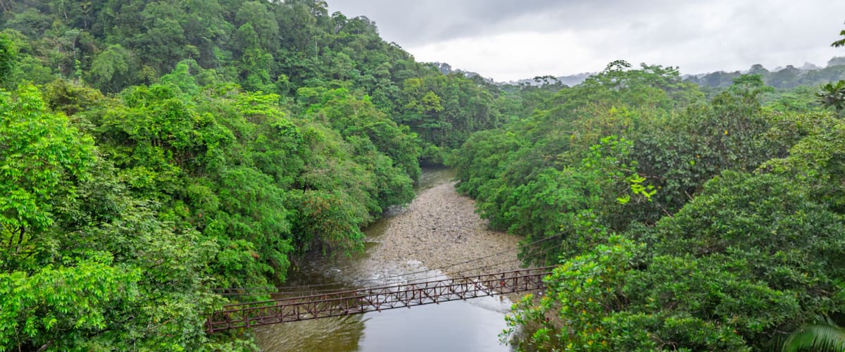 A river flowing through a dense forest with a metal bridge spanning across it.