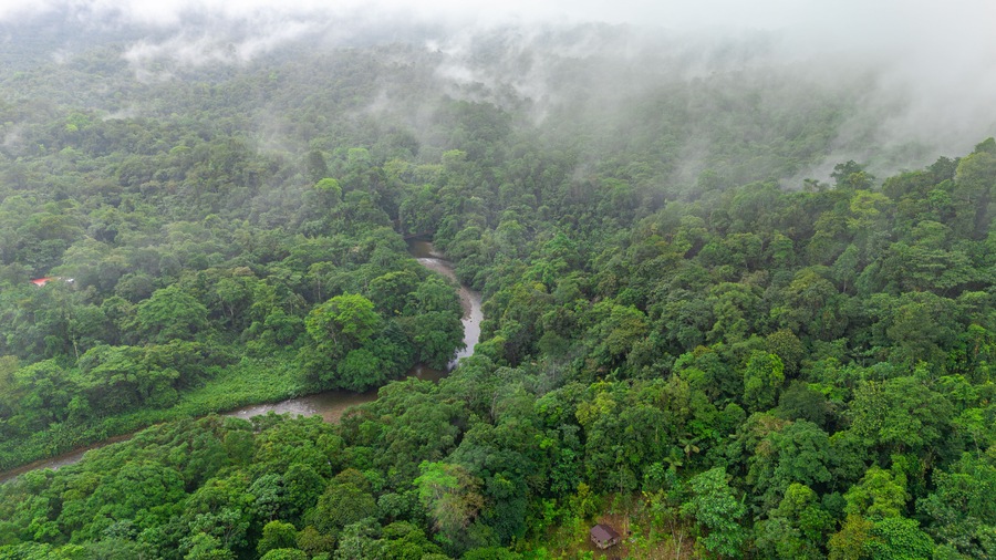 Aerial view of vibrant green rainforest in San Cipriano, Buenaventura, Valle del Cauca, Colombia, showcasing nature's lush beauty.