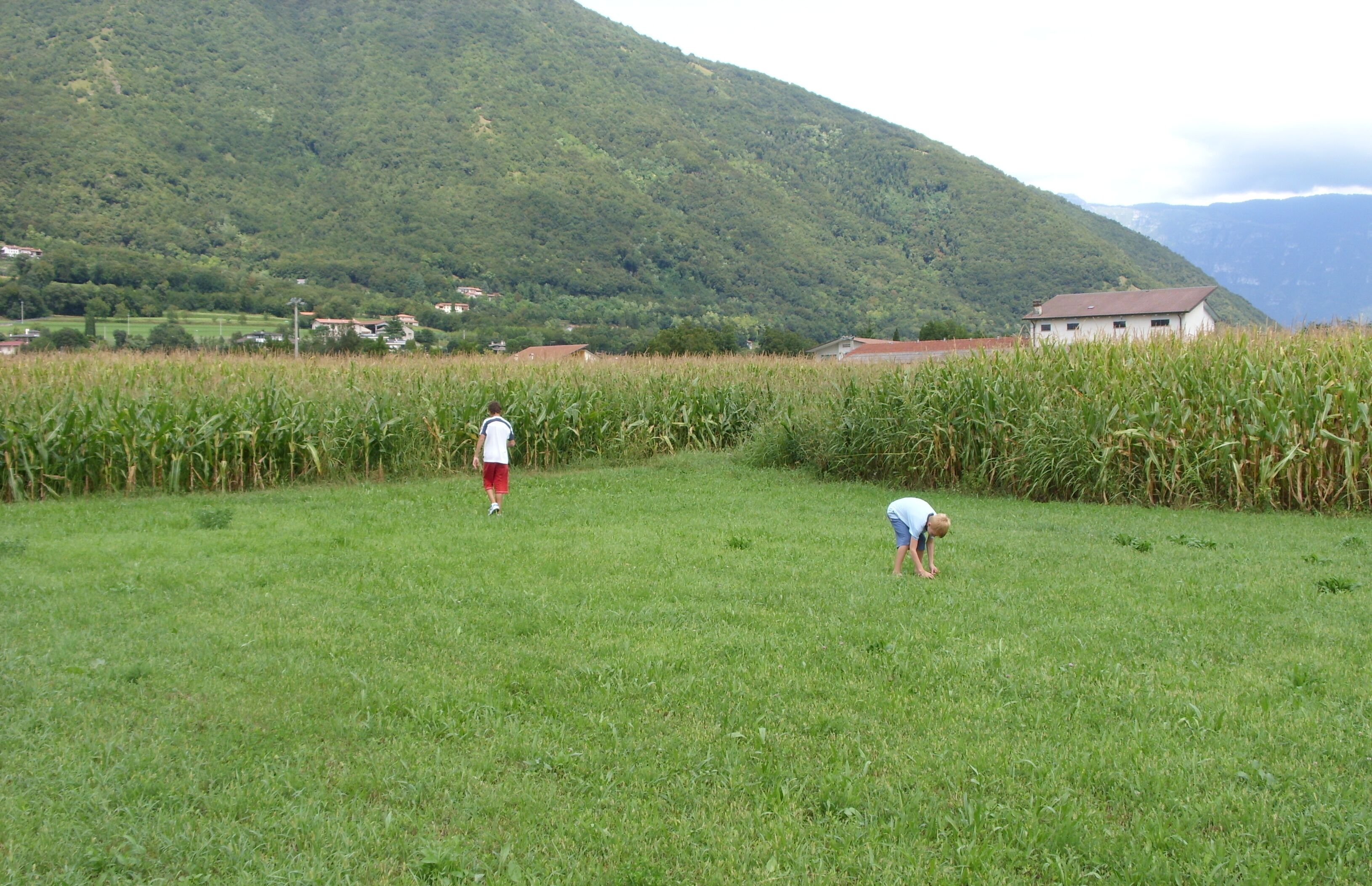 A grassy field with corn crops and a mountain in the background.