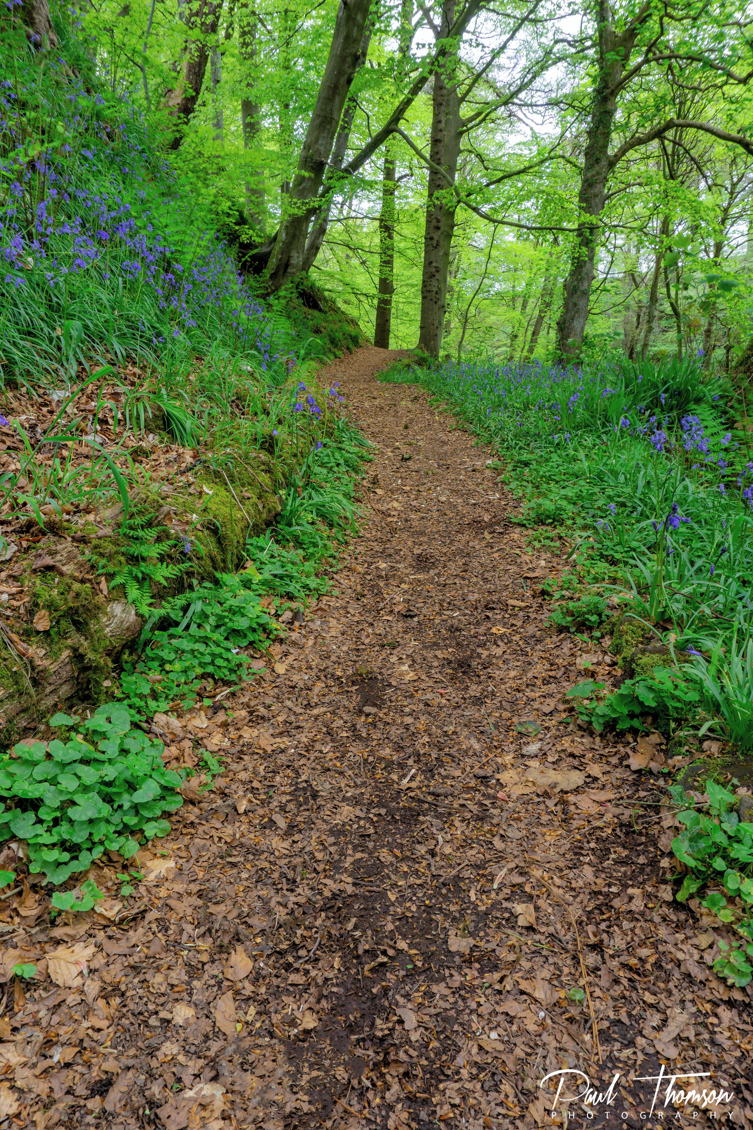 Bluebells taken at Lanercost!
#palcetobe #uk #Cumbriaguide #bluebells
#woods

And please check out the accompanying Vlog 😁👍✌
https://youtu.be/B-6jw1KM29A

Great place easily accessible and plenty of great compositions!😀👍✌️
#hiking
#lakedistrict
