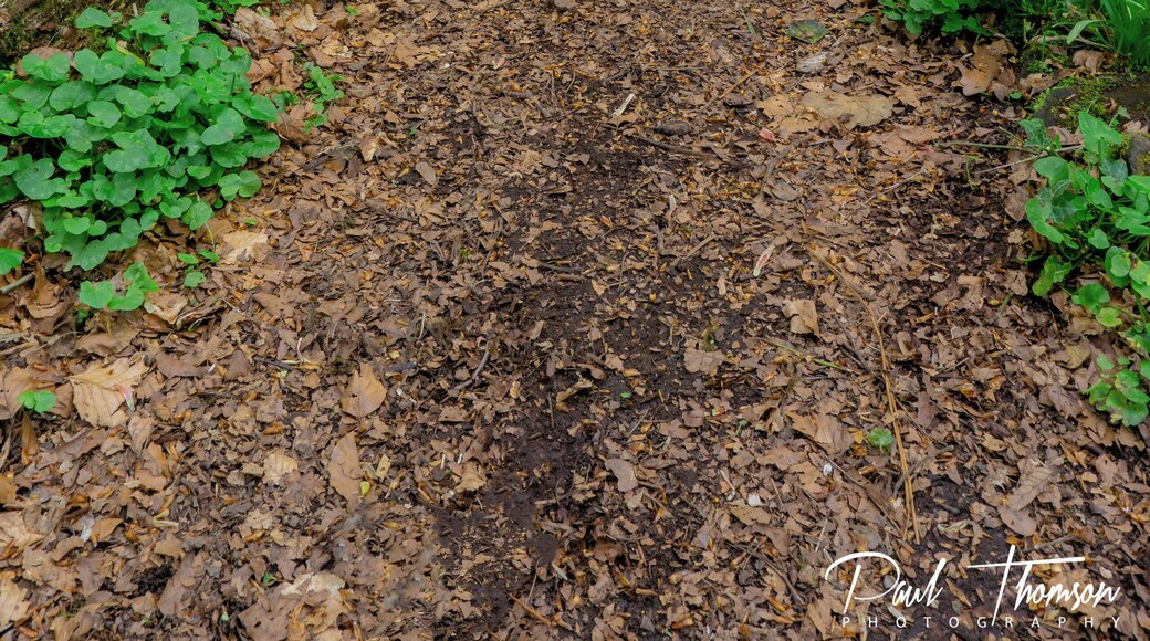 Bluebells taken at Lanercost!
#palcetobe #uk #Cumbriaguide #bluebells
#woods
And please check out the accompanying Vlog 😁👍✌
https://youtu.be/B-6jw1KM29A
Great place easily accessible and plenty of great compositions!😀👍✌️
#hiking
#lakedistrict