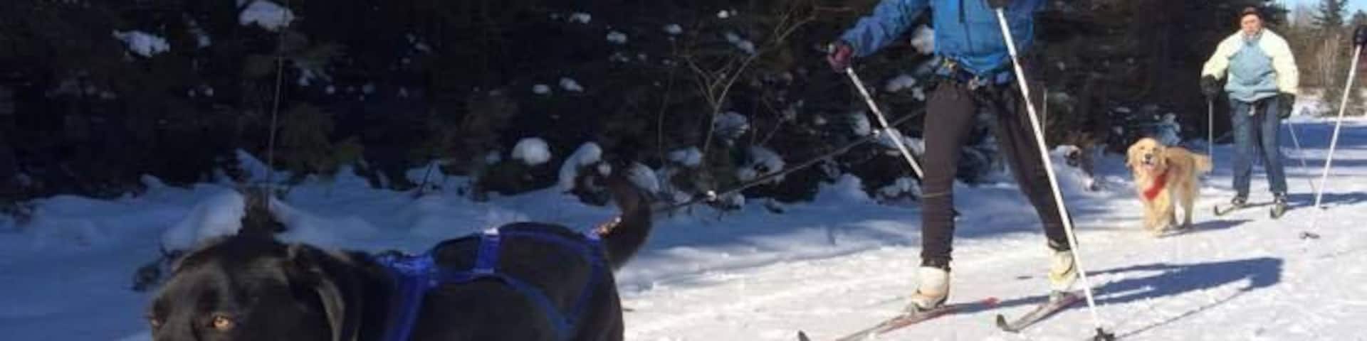 Skijoring with the dogs! My new found favorite winter activity!