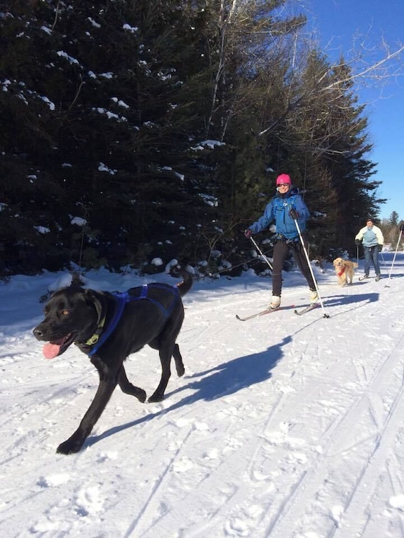 Skijoring with the dogs! My new found favorite winter activity!