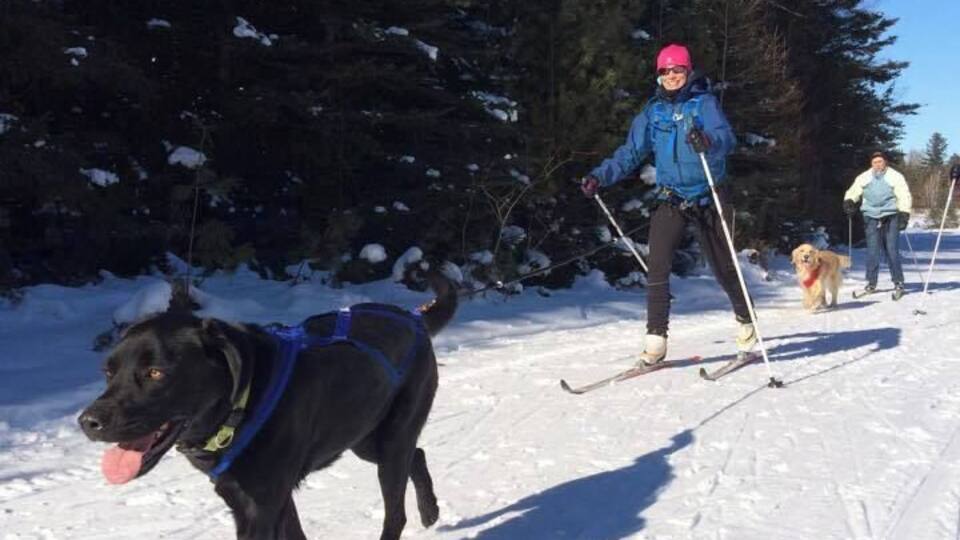 A black dog with a blue harness and a person skiing behind it.