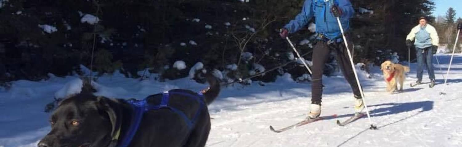 Skijoring with the dogs! My new found favorite winter activity!