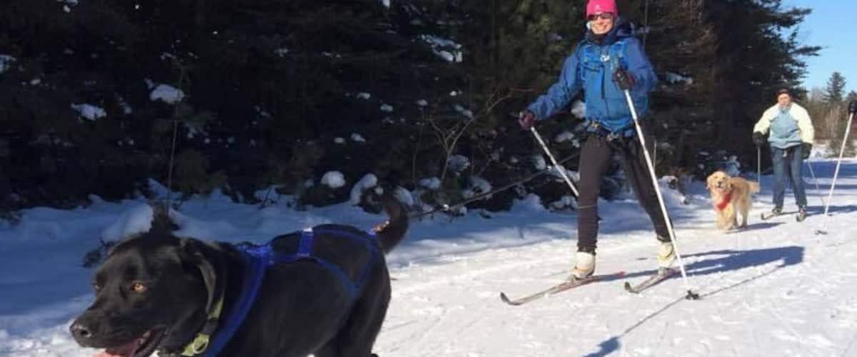 A black dog with a blue harness and a person skiing behind it.