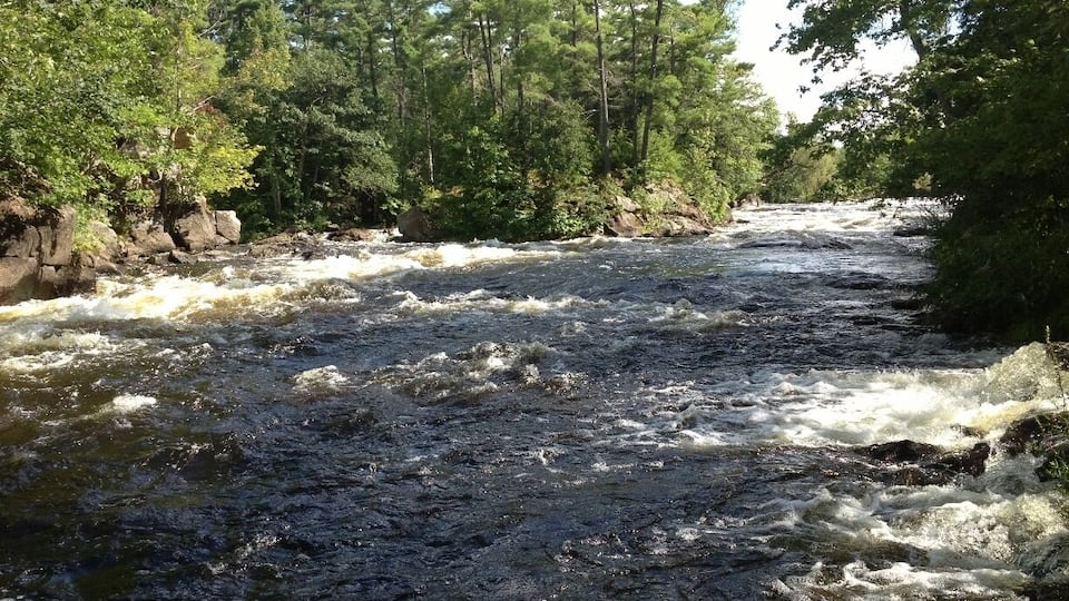 A fast-flowing river surrounded by dense forest.