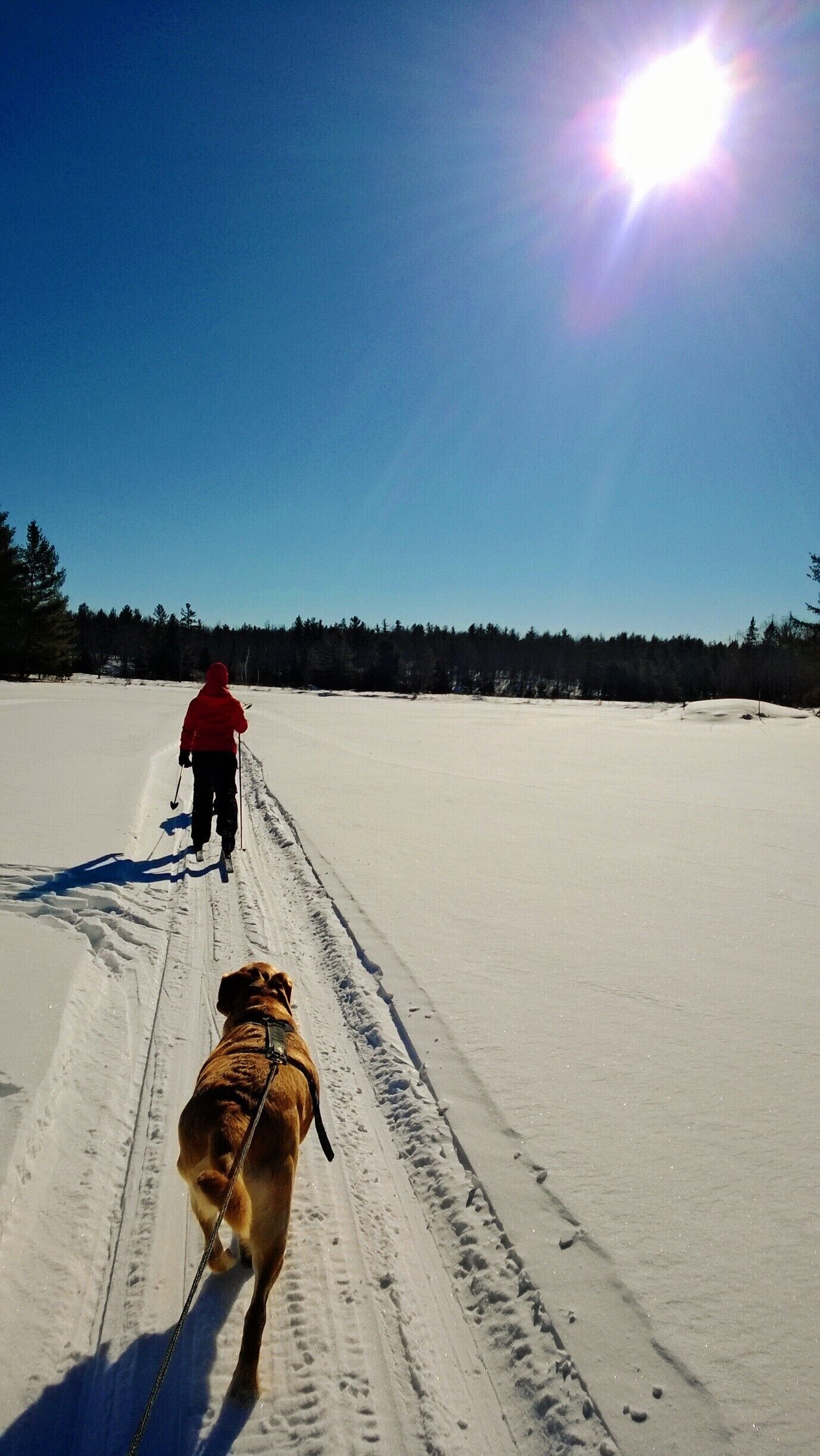 Skijoring! A great way to stay active in the winter and I love any sport that involved dogs! #snow 