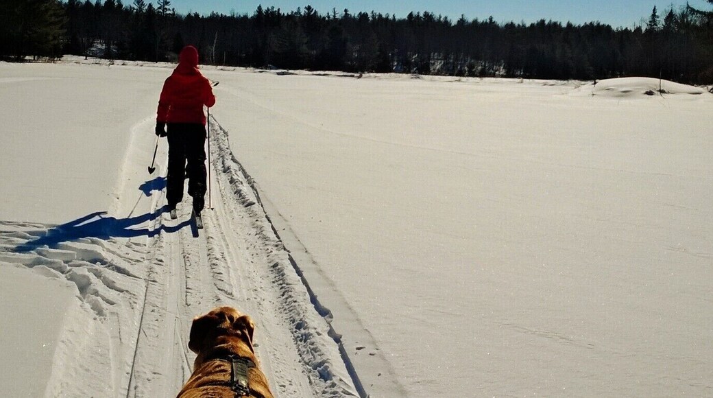 Skijoring! A great way to stay active in the winter and I love any sport that involved dogs! #snow