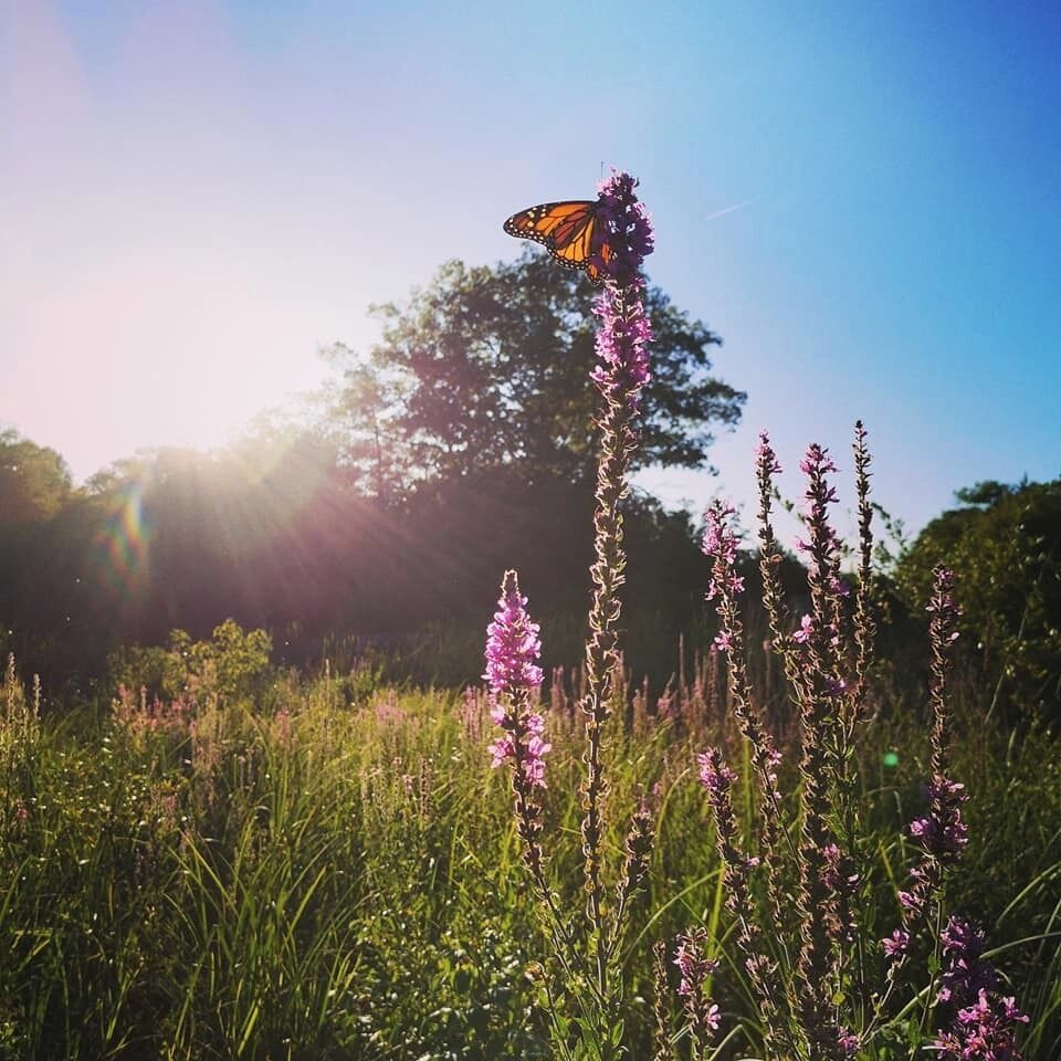 A monarch pauses for a rest during it's southern flight on a late summer's day. #adventure