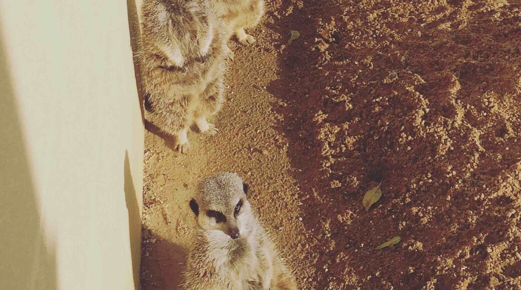 Caught them at the right time all lined up, where most of the sun creeps in. Nearly end of the day; so moments after they were back to their playtime,eating and could be sleep time again. Very cute creatures.