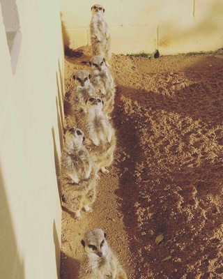 Caught them at the right time all lined up, where most of the sun creeps in. Nearly end of the day; so moments after they were back to their playtime,eating and could be sleep time again. Very cute creatures.