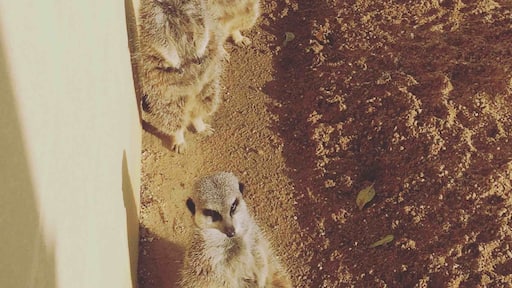 Caught them at the right time all lined up, where most of the sun creeps in. Nearly end of the day; so moments after they were back to their playtime,eating and could be sleep time again. Very cute creatures.