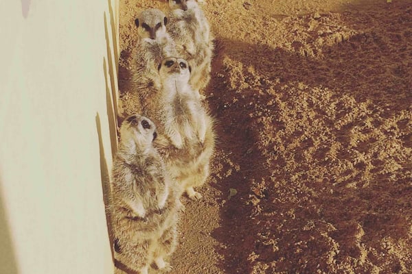 Caught them at the right time all lined up, where most of the sun creeps in. Nearly end of the day; so moments after they were back to their playtime,eating and could be sleep time again. Very cute creatures.