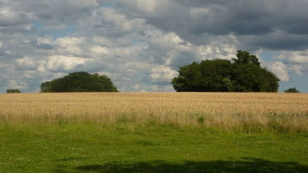 Un champ de blé avec deux groupes d’arbres à l’horizon, sous un ciel nuageux.