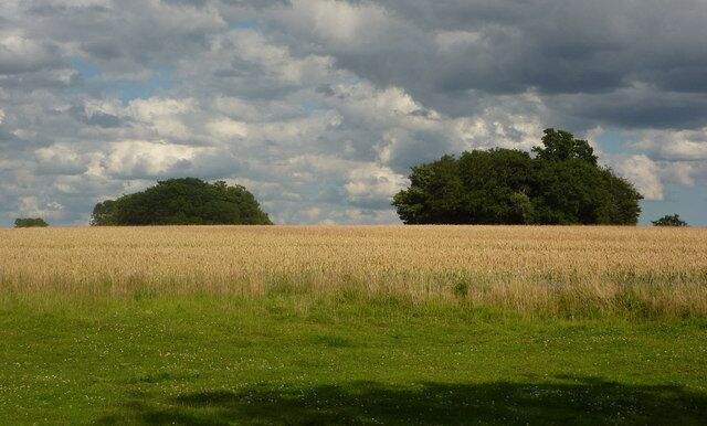 A field of wheat with two clusters of trees in the distance under a cloudy sky.