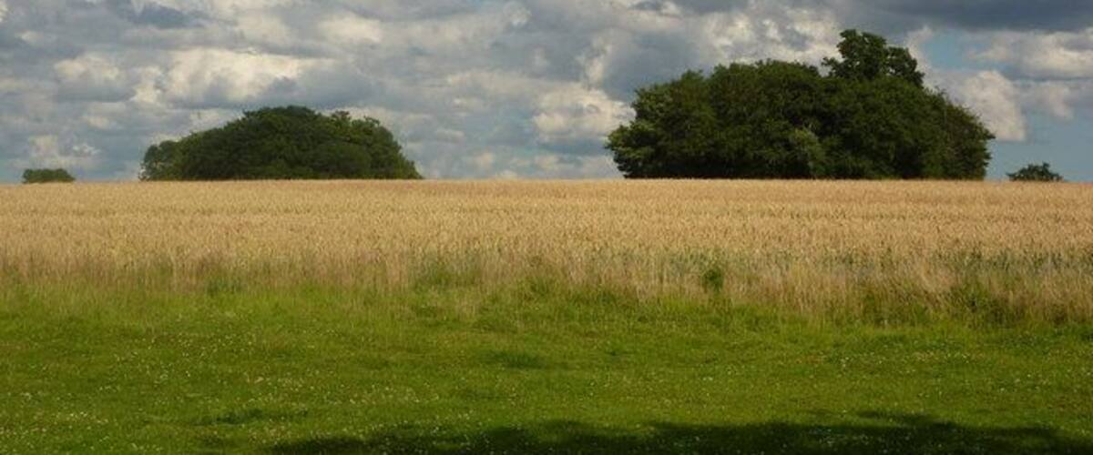 A field of wheat with two clusters of trees in the distance under a cloudy sky.