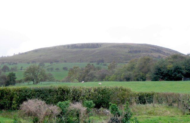 A rolling green hill with a hedge in the foreground and a sheep grazing in the distance.