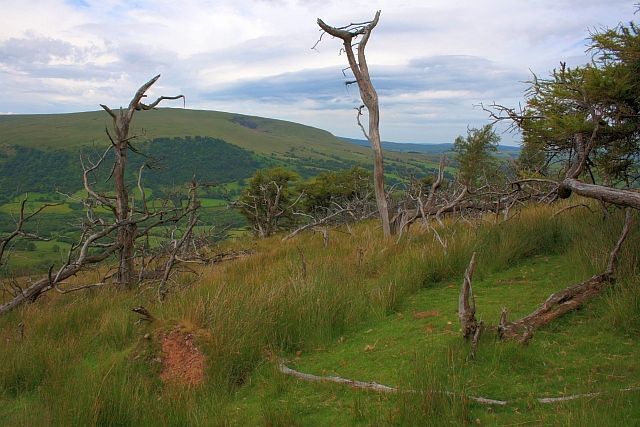 Dying Copse, Craig Cerrig-gleisiad Nature Reserve It appears to have been subjected to some very heavy winds.