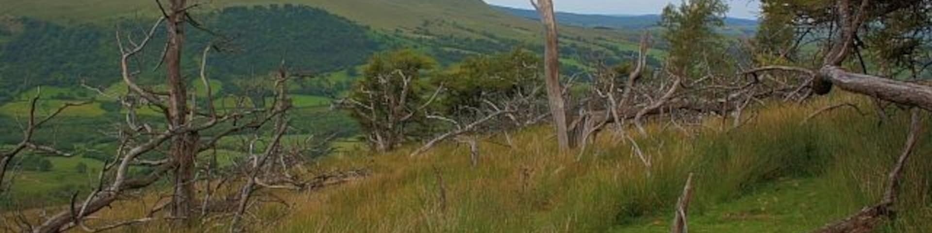Dying Copse, Craig Cerrig-gleisiad Nature Reserve It appears to have been subjected to some very heavy winds.