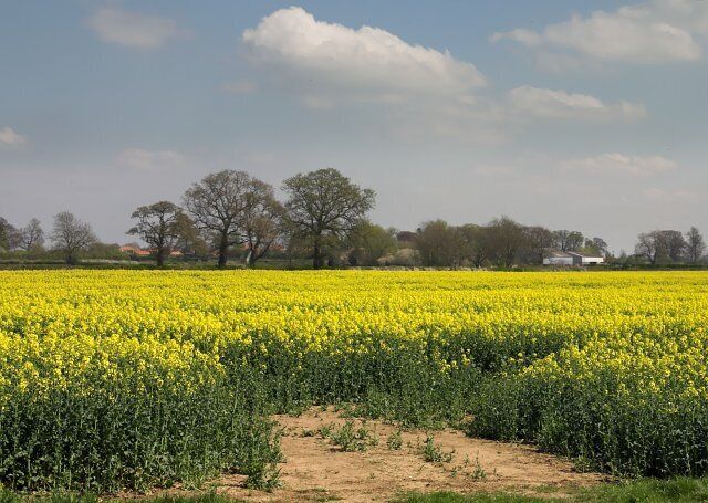Fields West of Great Habton. Looking over a large rapefield near Newsham Bridge.