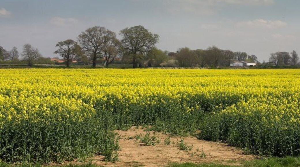 Fields West of Great Habton. Looking over a large rapefield near Newsham Bridge.