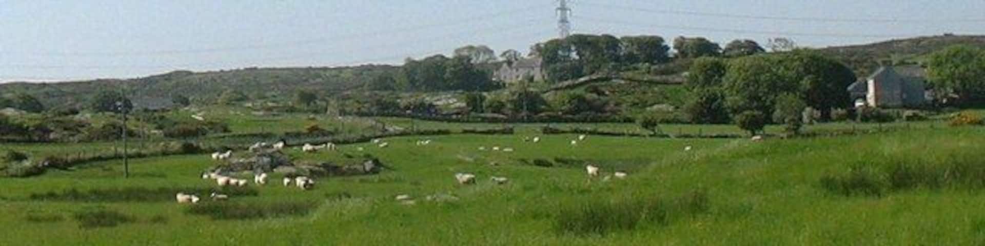 View across sheep grazing land towards farms on the Llanfechell-Mynydd Mechell road The two farms are Bwchanan (centre) and Tyddyn y waen (homestead of the marshy land) on the right. In the 18thC, Bwchanan was the seat of John Bulkeley, the chief agent of the Bulkeleys of Baron Hill, Beaumaris. His wife, Bridget, was a sister to two Viscounts. William Bulkeley, the squire and diarist of Brynddu, was involved in a dispute with the Bulkeleys of Bwchanan in the 1730s, over seats at Llanfachell church, each side more than once throwing the seats of the other out of the door.