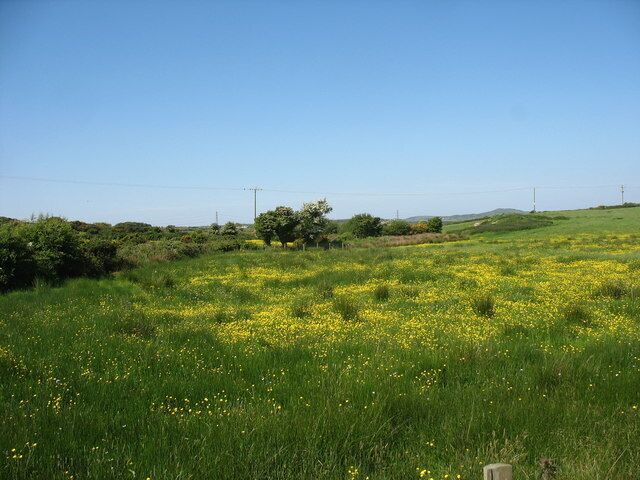 Damp meadow with buttercups