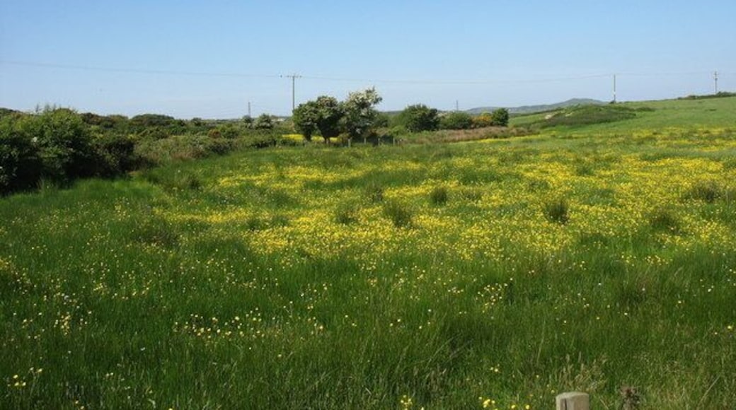 Damp meadow with buttercups