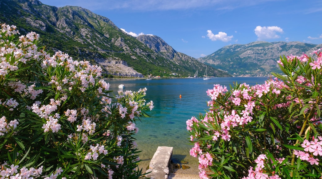 Montenegro, Bay of Kotor, Donji Morinj, flowering oleander