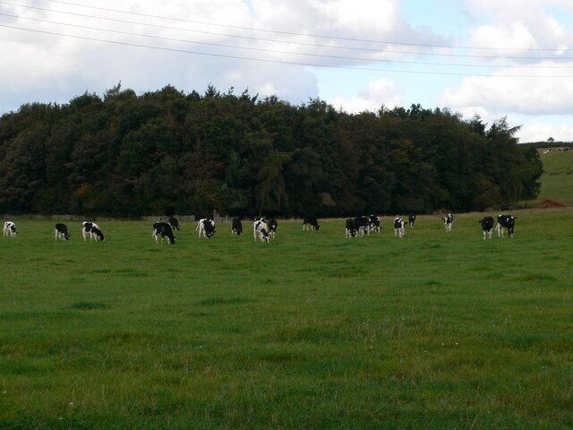 Friesian Cattle Friesian herd at Grange Farm, Bomere Heath.