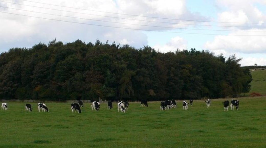 Friesian Cattle Friesian herd at Grange Farm, Bomere Heath.