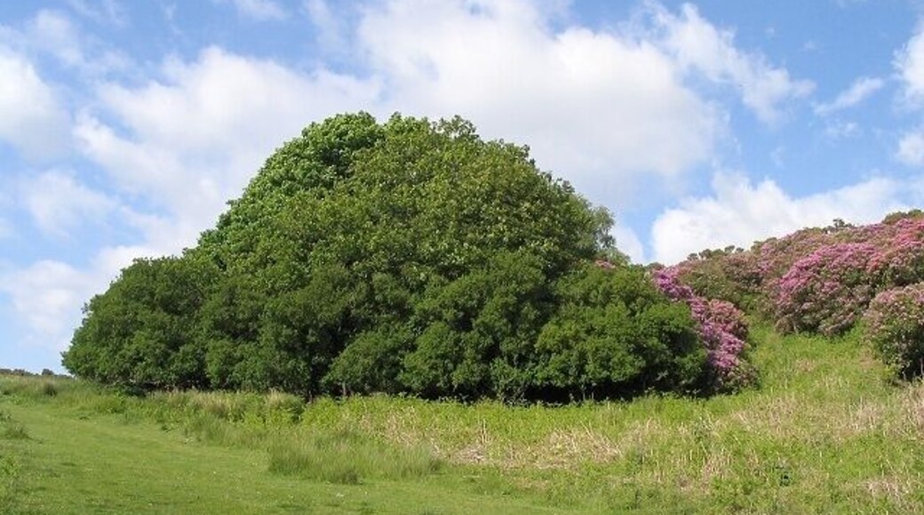 Tree on Graig Fawr track, above Pentrebach This distinctive tree is on the north side of a track running over the top of Graig Fawr.