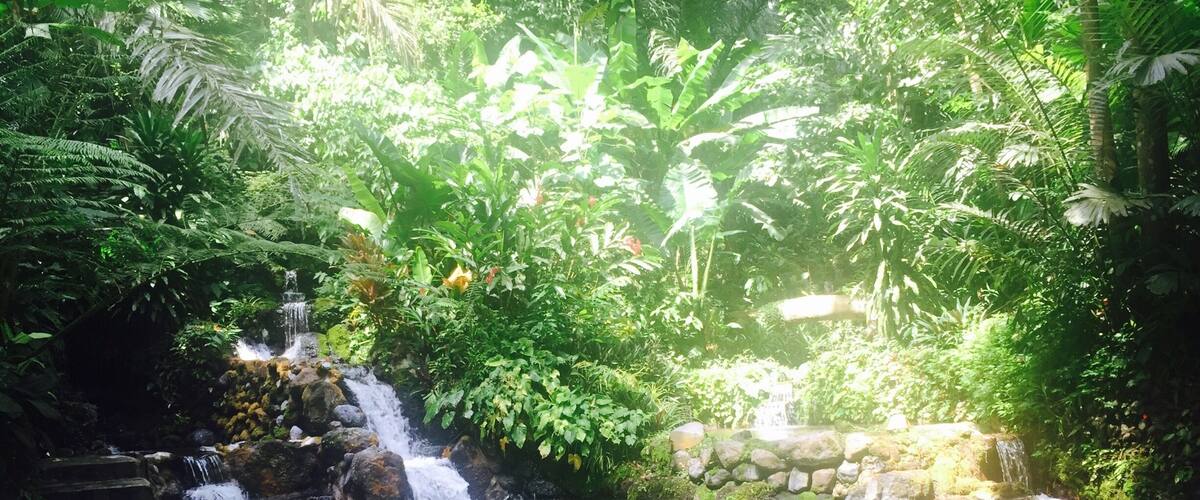 A serene waterfall cascading into a clear pool surrounded by lush greenery.