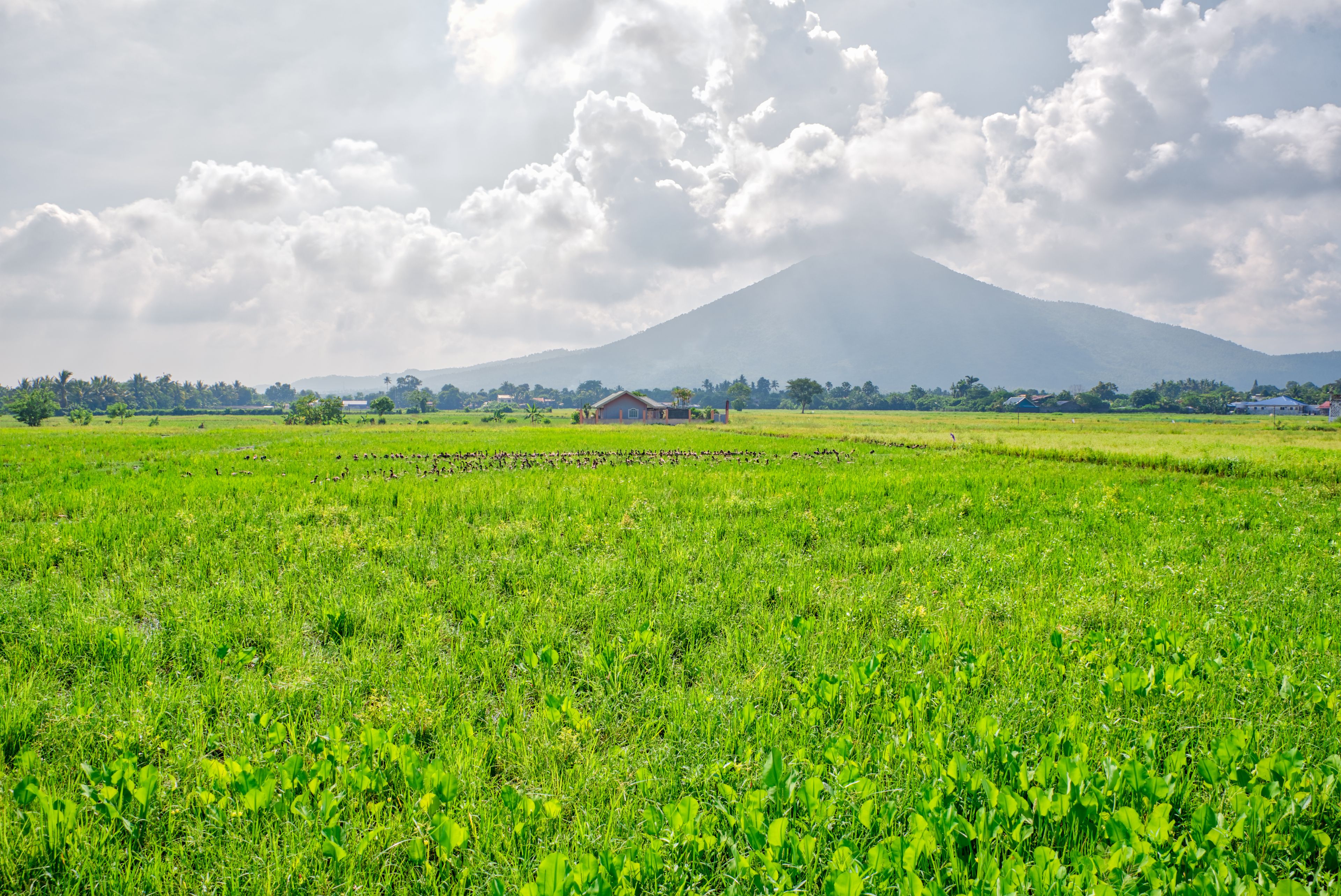Ein üppiges grünes Feld mit einem kleinen Haus und einem Berg im Hintergrund.