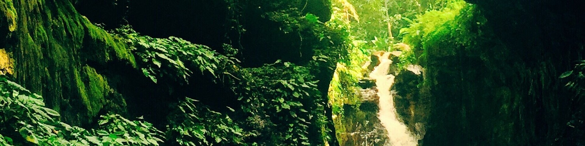 A waterfall surrounded by lush greenery.