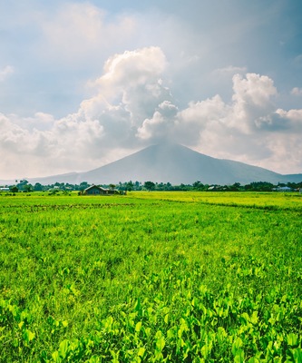 Refreshing scene of verdant rice field at Calauan, Laguna with Mt. Makiling in the background
