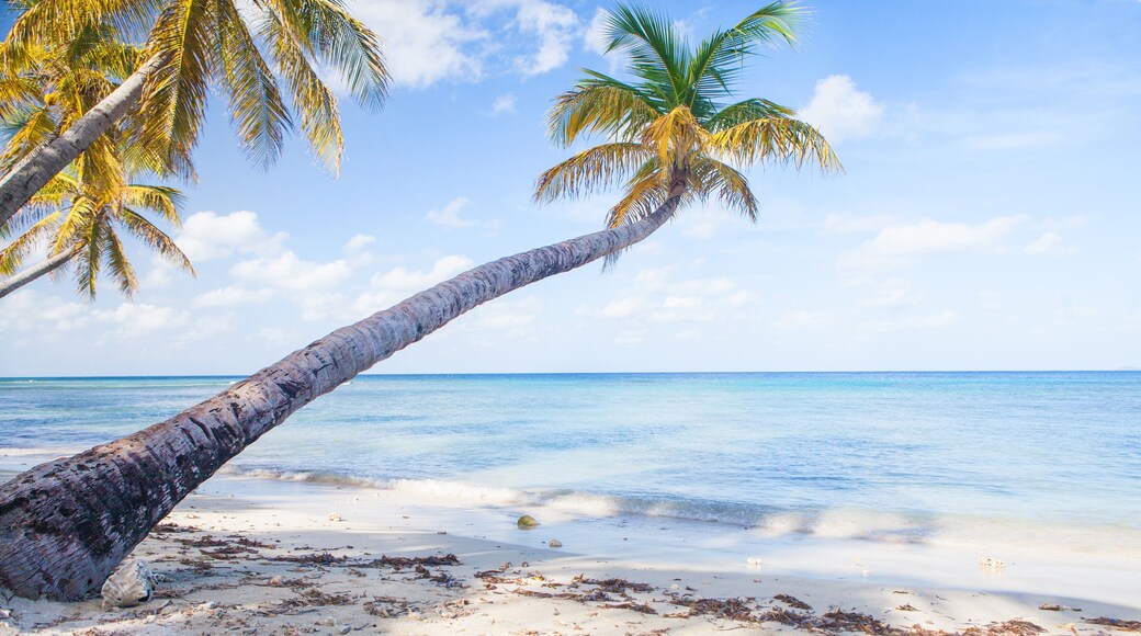 Caribbean Mustique Island one of the Grenadines tropical beach with palm trees and turquoise ocean water