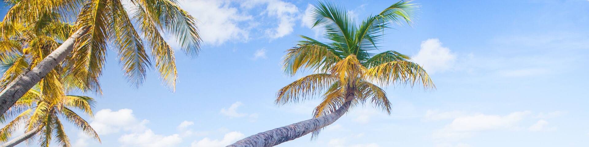 Caribbean Mustique Island one of the Grenadines tropical beach with palm trees and turquoise ocean water