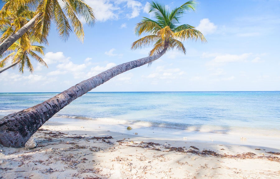 A beach with a leaning palm tree, clear blue water, and a sandy shore.