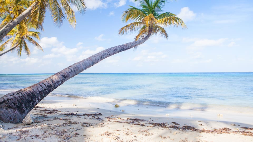 A beach with a leaning palm tree, clear blue water, and a sandy shore.