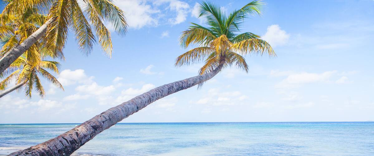 A beach with a leaning palm tree, clear blue water, and a sandy shore.