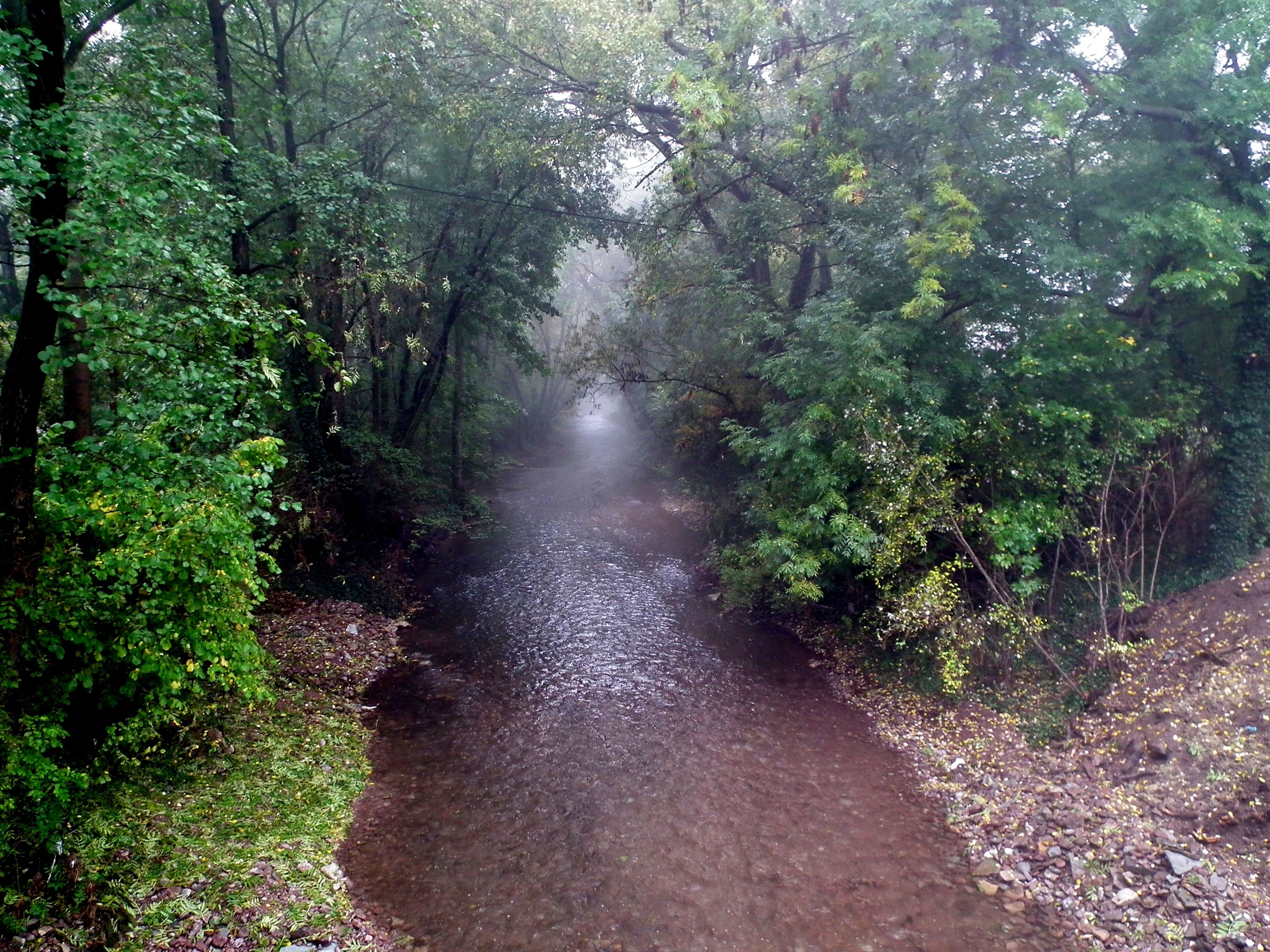 A narrow, muddy stream surrounded by dense forest.